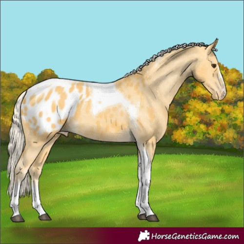 Horse Color:Palomino Tobiano Appaloosa 