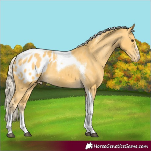 Horse Color:Palomino Tobiano Appaloosa