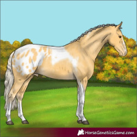 Horse Color:Palomino Tobiano Appaloosa 