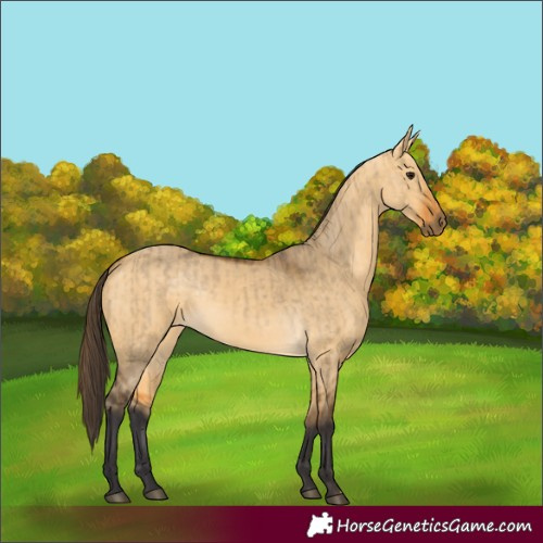 Horse Color:Buckskin Dun  and Buckskin Dun 