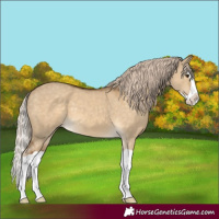 Horse Color:Chocolate Palomino Dun Splash 