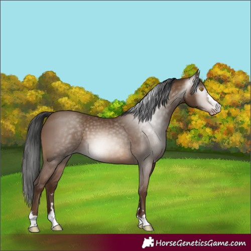 Horse Color:Gray Amber Champagne