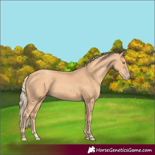 Horse Color:Gold Champagne 