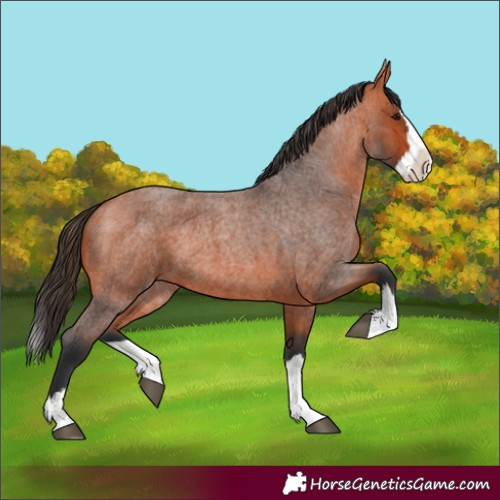 Horse Color:Bay Roan Splash 
