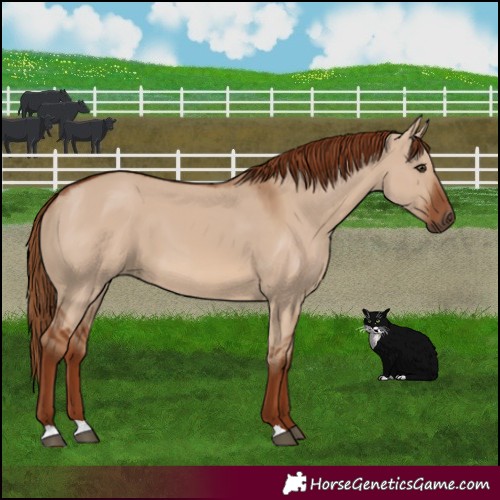 Horse Color:Red Dun 