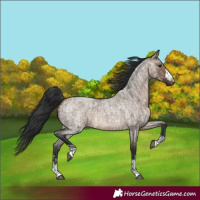 Horse Color:Brown Roan Dun and Brown Roan Dun