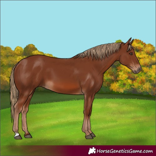 Horse Color:Chestnut 