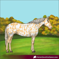Horse Color:Palomino Appaloosa 