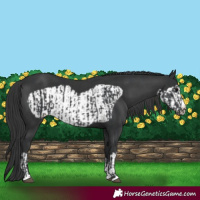 Horse Color:Black  and Black Frame 