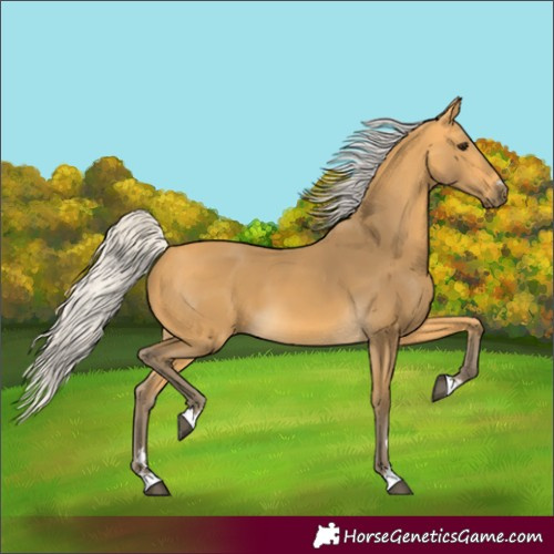 Horse Color:Silver Buckskin