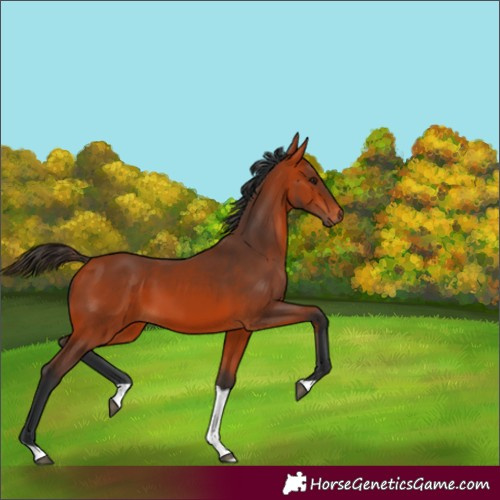 Horse Color:Bay Tobiano 