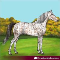 Horse Color:Bay Dun  and White Spotted Bay Dun 