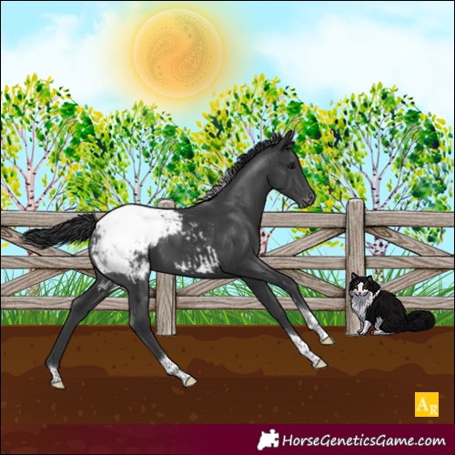 Horse Color:Black Tobiano Snowcap Rabicano 