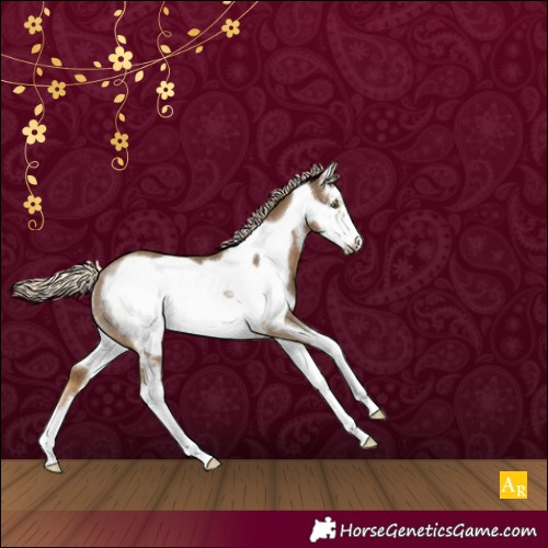 Horse Color:Chocolate Palomino Sabino Frame Rabicano 