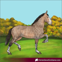 Horse Color:Bay Dun  and Bay Dun Splash 
