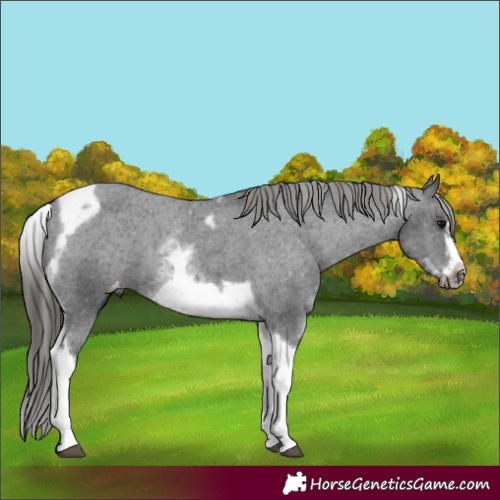 Horse Color:White Spotted Black Splash Tobiano Frame Varnish 