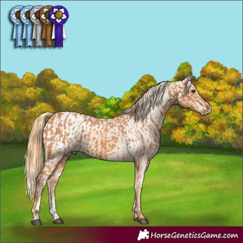 Horse Color:Chestnut  and Chestnut Blanket 