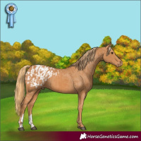Horse Color:Chestnut  and Chestnut Appaloosa 