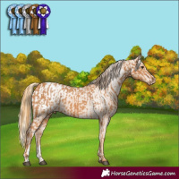 Horse Color:Chestnut and Chestnut Appaloosa