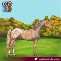 Horse Color:Chestnut  and Chestnut Appaloosa 
