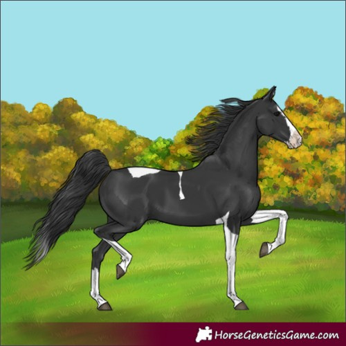 Horse Color:Black Splash Tobiano 