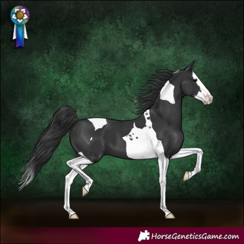 Horse Color:Black Splash Tobiano 