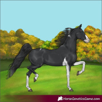 Horse Color:Black Splash Tobiano 