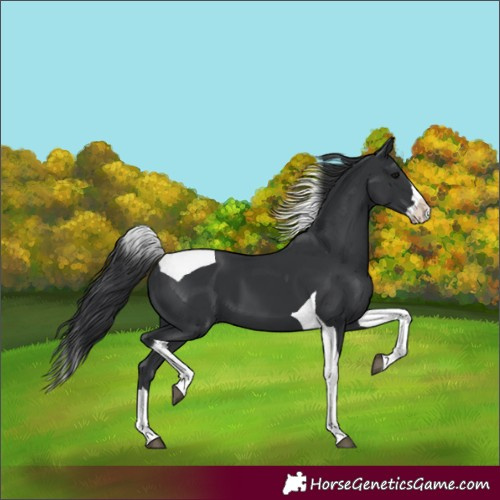 Horse Color:Black Splash Tobiano