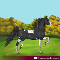 Horse Color:Black Splash Tobiano 
