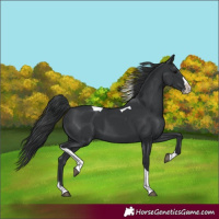 Horse Color:Black Splash Tobiano