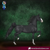 Horse Color:Black Splash Tobiano 