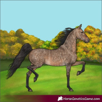 Horse Color:Brown Dun and Bay Dun