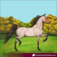 Horse Color:Bay Roan 