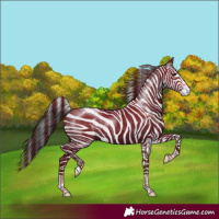 Horse Color:Smoky Black 