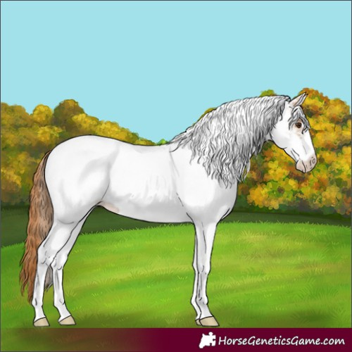 Horse Color:White Spotted Red Roan 
