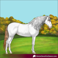 Horse Color:White Spotted Red Roan