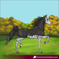 Horse Color:Smoky Black  and Smoky Black Splash 