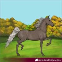 Horse Color:Silver Black