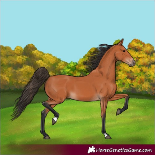 Horse Color:Bay 