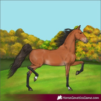 Horse Color:Bay 
