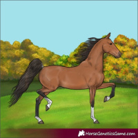 Horse Color:Bay Tobiano