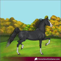 Horse Color:Black Splash 