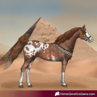 Horse Color:Chestnut Sabino Splash Blanket 