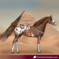 Horse Color:Chestnut Sabino Splash Appaloosa 