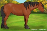 Horse Color:Unknown 