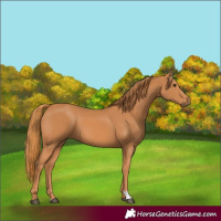 Horse Color:Chestnut 