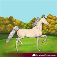 Horse Color:Gold Cream Champagne