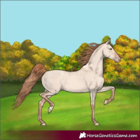 Horse Color:Gold Champagne Dun
