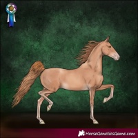 Horse Color:Gold Champagne 
