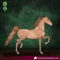 Horse Color:Gold Champagne 